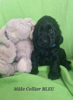 CHIOT