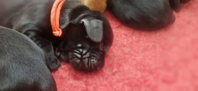CHIOT