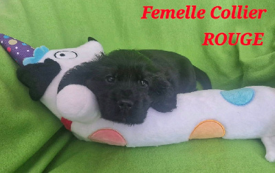 CHIOT