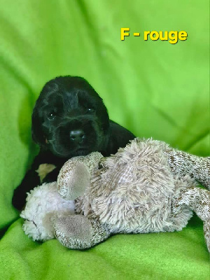CHIOT