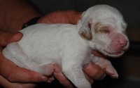 ERMINE DE KERDERO