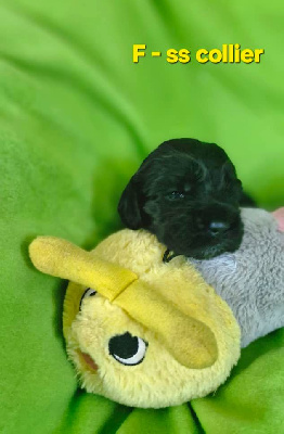 CHIOT
