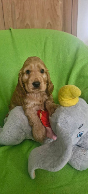CHIOT