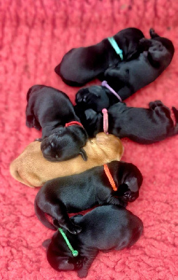CHIOT