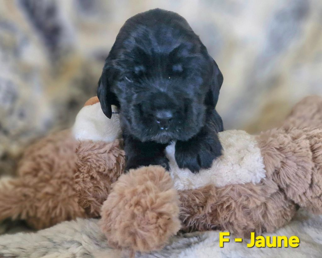de kerdero - Chiots disponibles - Cocker Spaniel Anglais
