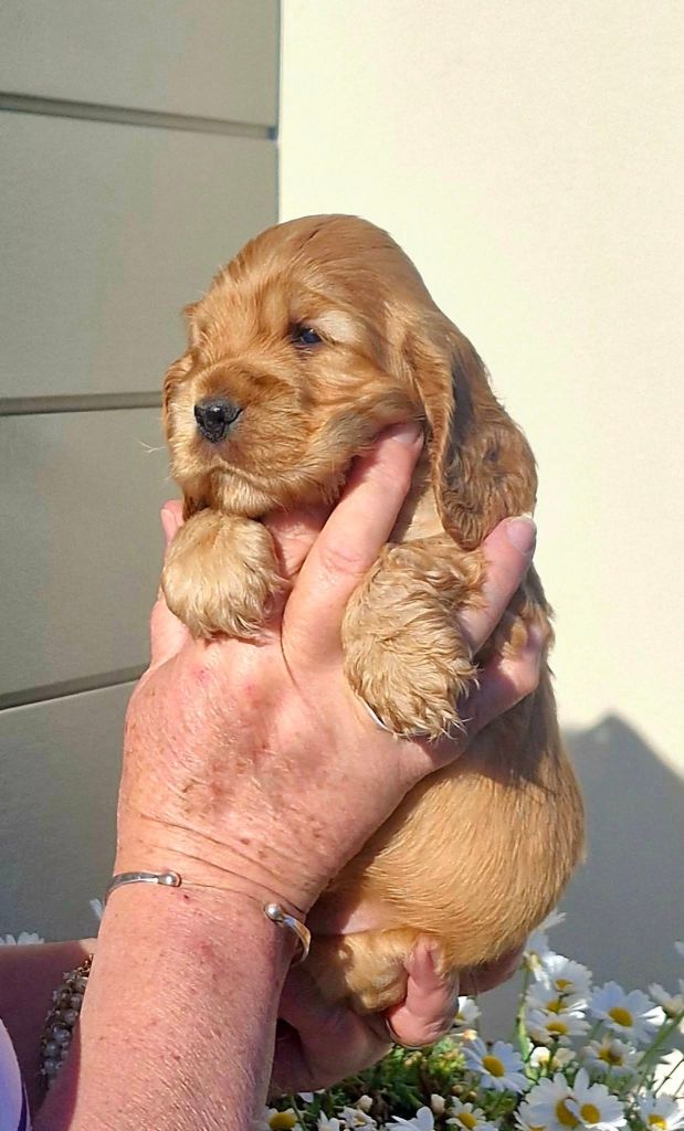 de kerdero - Chiots disponibles - Cocker Spaniel Anglais