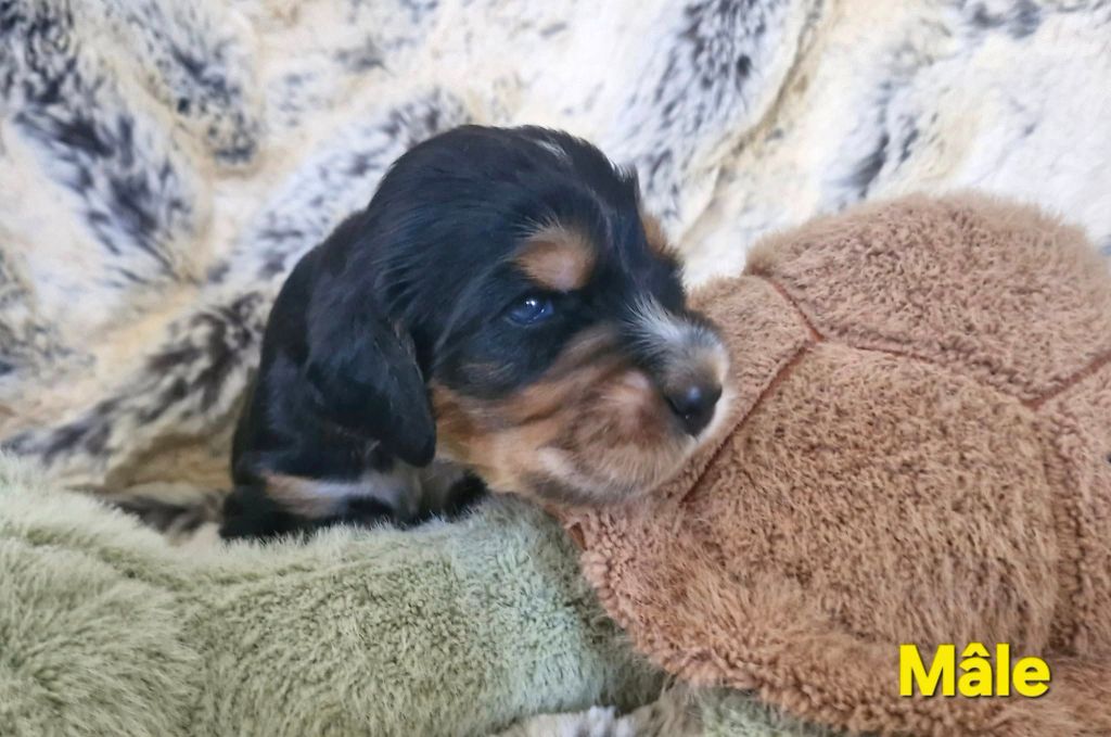 de kerdero - Chiots disponibles - Cocker Spaniel Anglais
