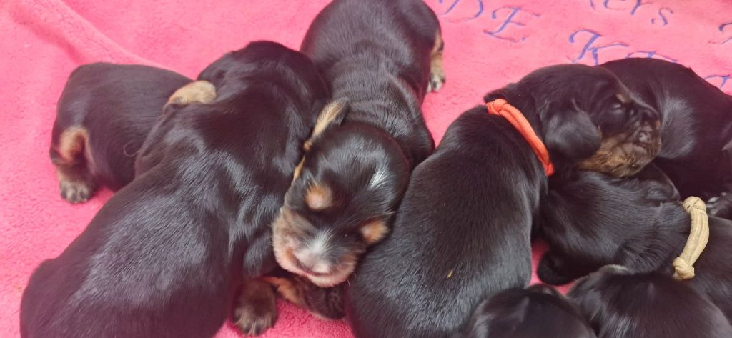 de kerdero - Chiots disponibles - Cocker Spaniel Anglais