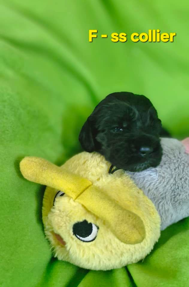 de kerdero - Chiots disponibles - Cocker Spaniel Anglais