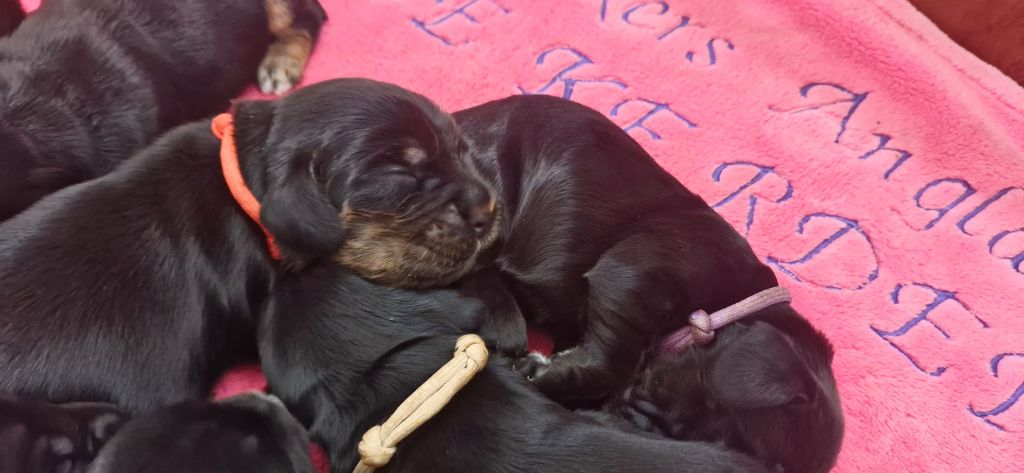 de kerdero - Chiots disponibles - Cocker Spaniel Anglais