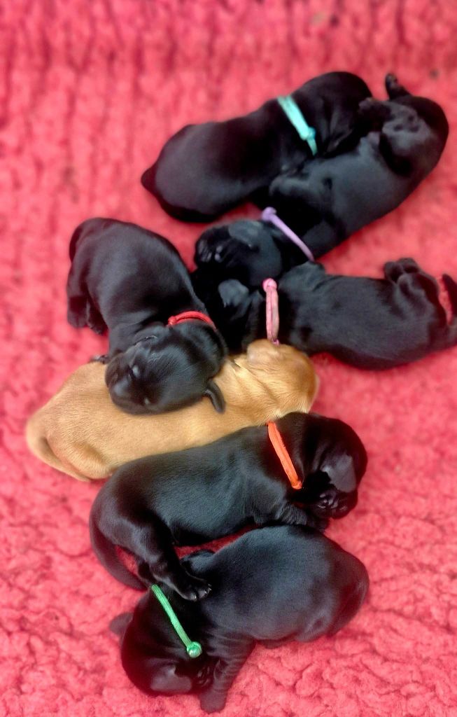 de kerdero - Chiots disponibles - Cocker Spaniel Anglais