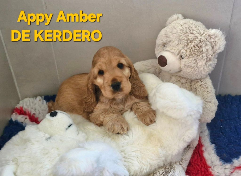 de kerdero - Chiots disponibles - Cocker Spaniel Anglais
