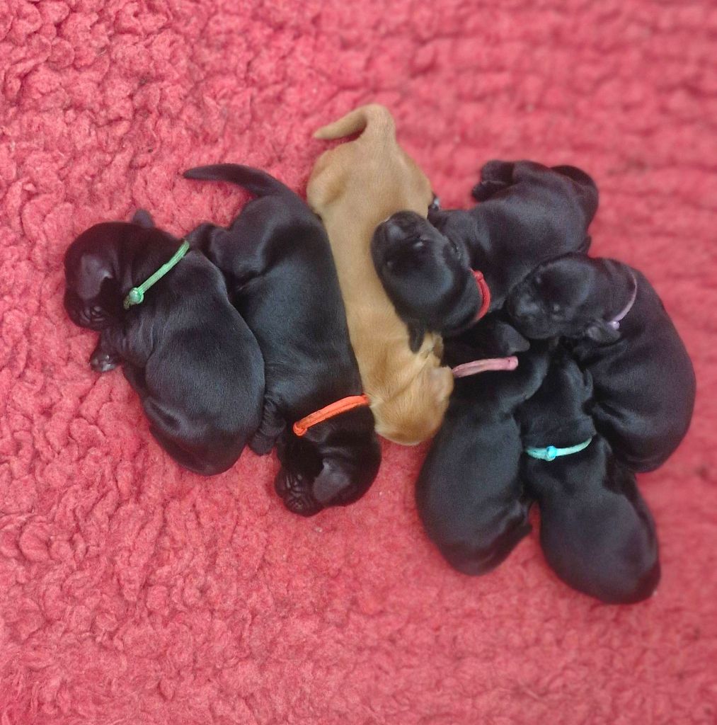 de kerdero - Chiots disponibles - Cocker Spaniel Anglais